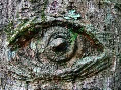 an eye carved into the bark of a tree