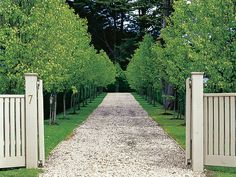 an open gate leads to a gravel path in the middle of a row of trees