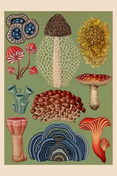 an illustration of different types of flowers and mushrooms on a green background with white border