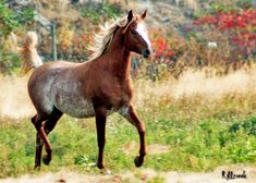 a brown horse is running through the grass