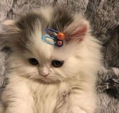 a cat with scissors on its head sitting on a blanket and looking at the camera