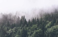 the trees are covered in fog and mist