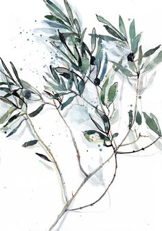 watercolor painting of an olive tree branch