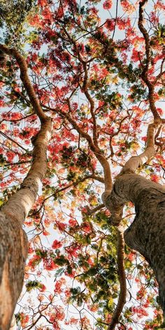 two giraffes standing next to each other in front of trees with red flowers