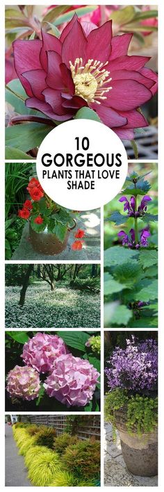 10 gorgeous plants that love to shade in your yard or garden, including water lilies and succulents