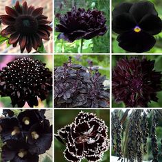 many different types of flowers are shown in this collage, including purple and black