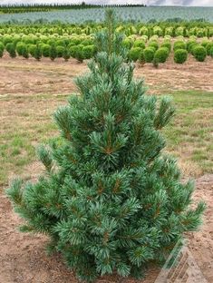 PRICES MAY VARY. Forms a perfect pyramidal tree wth no pruning! Long, twisted, silvery, blue-green needles on dense branches! Beatiful pink Spring cones! Absolutely stunning Evergreen conifer! 2 Year TREE Pinus flexilis 'Vanderwolf's Pyramid' (Vanderwolf's Pyramid Limber Pine) * Full sun * Zones 4-8 * 20'-25' tall * 15' wide * Origin Japan Long, twisted, silvery, blue-green needles on dense branches! Absolutely stunning Evergreen conifer! One 16-24 inch tall Grafted Pinus flexilis 'Vanderwolf's Mulch Landscaping, White Pine Tree, House Planning, Free Plants, Plant Nursery, Annual Plants, Growing Tree, Edible Garden, Perennial Plants