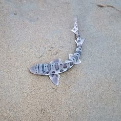 a fish that is laying in the sand