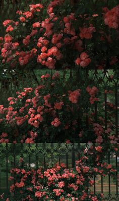 three different images of pink flowers on a fence