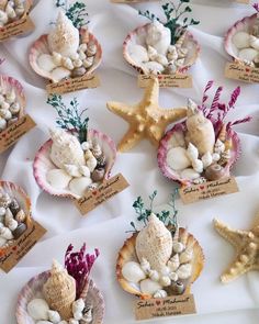 seashells and starfish are on display in shells