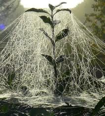 a sprout in the center of a spider web covered with water and sunlight