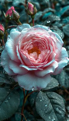 a pink flower with water droplets on it