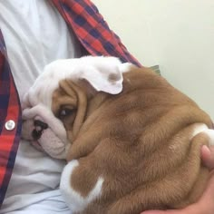 a person holding a small brown and white dog