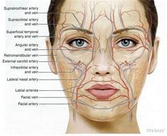 an image of a woman's face with the major facial areas labeled on it