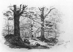 an ink drawing of trees in the woods