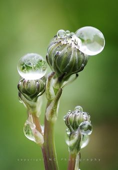 three water droplets on top of a flower