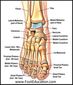 an image of the foot bones