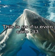 a shark swimming in the ocean with text that reads, this is us if u even care