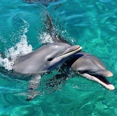 two dolphins are swimming in the clear blue water