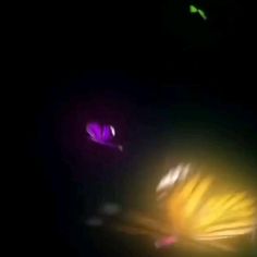 blurry image of two butterflies flying in the night sky, with one purple and one green