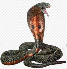 an illustration of a snake with its mouth open