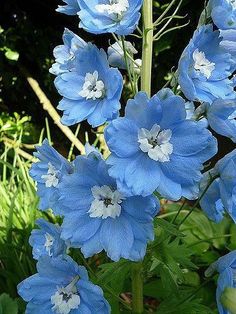 blue flowers are blooming in the grass