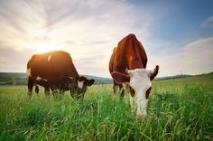 two cows grazing in the grass on a sunny day