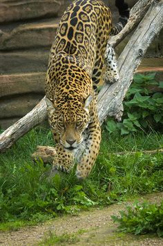 a large leopard walking across a lush green field