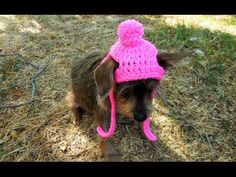 a small dog wearing a pink knitted hat