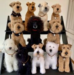 a group of stuffed dogs sitting on top of a shelf