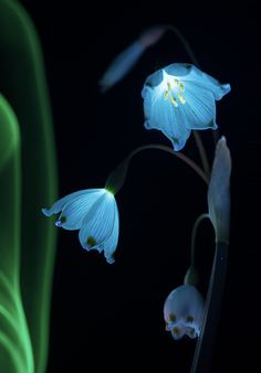 two blue flowers with green stems in the dark