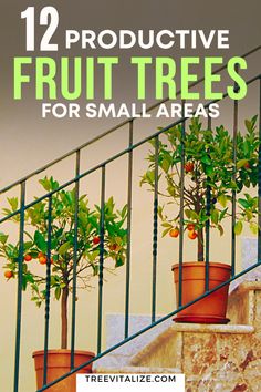 two potted trees sitting on the steps with text overlay that reads, 12 produtive fruit trees for small areas