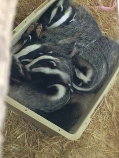 two baby raccoons are sleeping in a box on the straw covered floor with hay