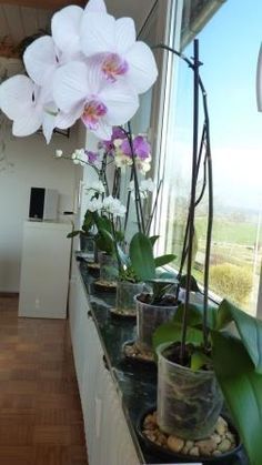 there are many orchids on the windowsill in this room and one is white