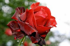 a red rose with drops of water on it