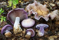 some purple mushrooms are growing on the ground