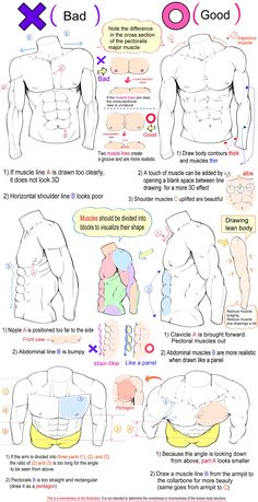 how to draw the human torso and chest with this diagram, you can see what it looks like