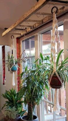 some plants are hanging from the ceiling in front of a window