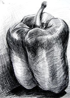 a pencil drawing of two bell peppers