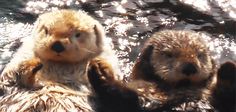 two otters in the water with their paws on each other's back legs