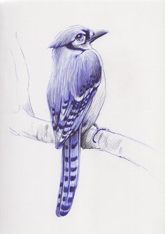 a drawing of a blue bird sitting on a branch with its head turned to the side