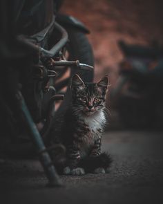 a cat sitting on the ground next to a parked bike and looking at the camera