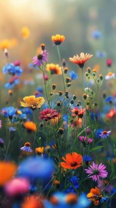 a field full of colorful wildflowers with the sun shining in the back ground