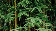 green bamboo plants growing on the side of a building