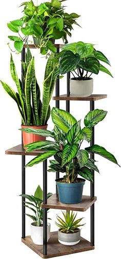 three tiered plant stand with potted plants on each shelf and two different types of houseplants