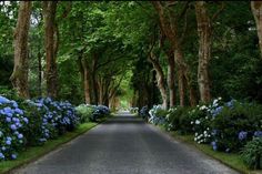 the road is lined with blue flowers and trees