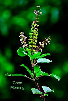 a close up of a plant with leaves and flowers in the background that says good morning