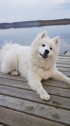 a large white dog laying on top of a wooden dock