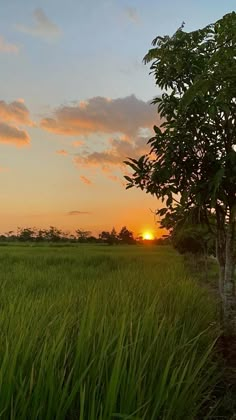 the sun is setting over an open field with tall grass and trees in the foreground