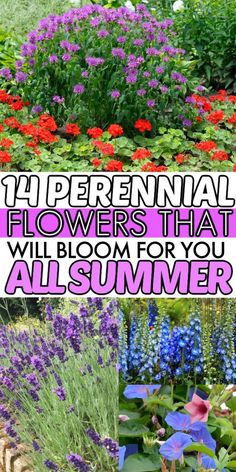 flowers that are blooming for you all summer and the title says, perennial flowers that will bloom for you all summer